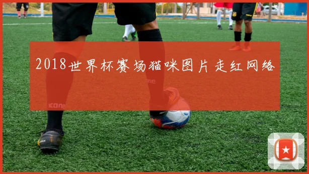 2018世界杯赛场猫咪图片走红网络