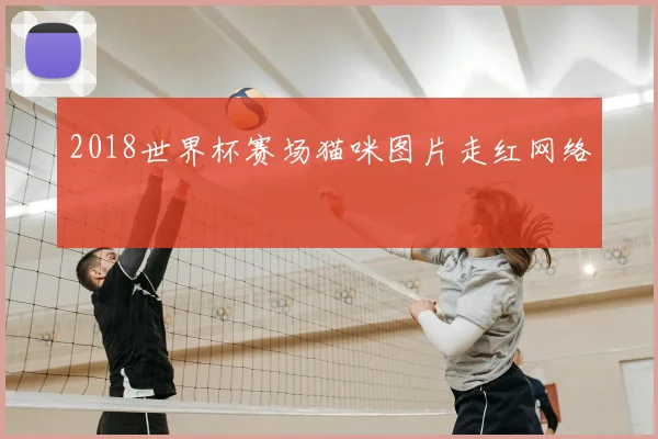 2018世界杯赛场猫咪图片走红网络
